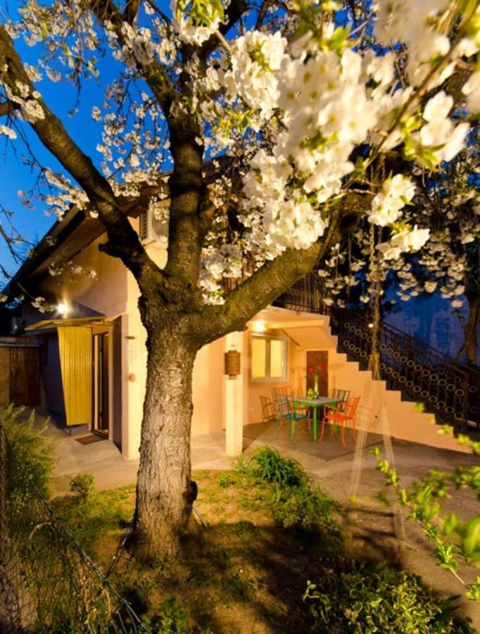 Cherry Tree Art House Belgrado Exterior foto